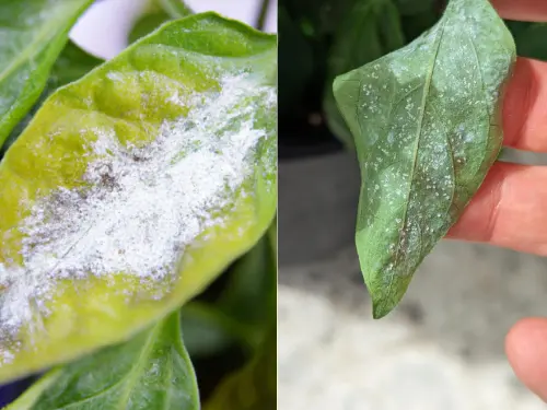 Close-up-of-pepper-leaf-covered-in-white-powdery-mildew-growth