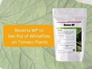 Bottle-of-Beveria-WP,-an-effective-product-for-eliminating-whiteflies-on-tomato-plants