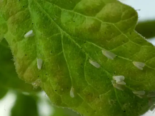 Step-by-step-guide-for-eliminating-whiteflies-on-tomato-plants-using-eco-friendly-methods.