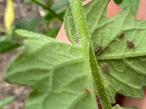 Aphids-on-Tomatoes-Cluster
