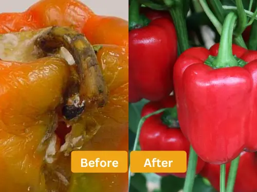 Left-image-showing-pepper-with-powdery-mildew-versus-right-image-showing-healthy-pepper-after-using-Trianum-V