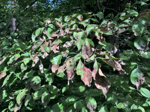 Close-Up-View-Of-Dogwood-Anthracnose-On-Leaves-Showing-Brown-Spots-And-Discoloration