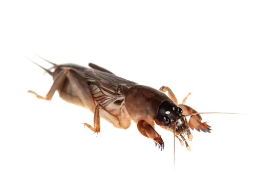 mole-cricket-best-insecticide