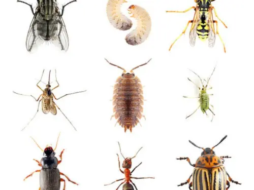 Fly-Grub-Wasp-Mosquito-Woodlouse-Aphid-Beetle-Ant-Ladybug