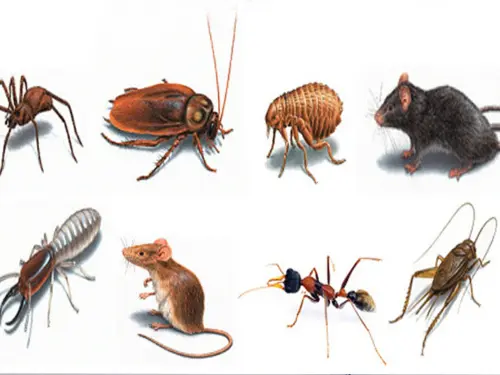 Spider-Cockroach-Flea-Rat-Pillbug-House-Mouse-Ant-Cricket