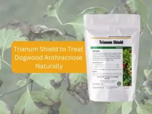 Trianum-Shield-Application-On-Dogwood-Tree-To-Treat-Dogwood-Anthracnose-Disease