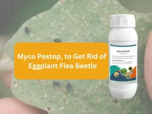 Bottle-of-Myco-Pestop-biological-control-for-eggplant-flea-beetle.