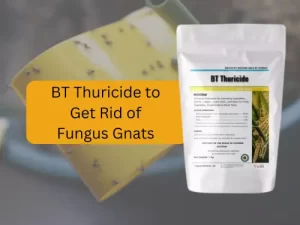 BT-Insecticide-bottle-next-to-houseplant-with-Fungus-Gnats-infestation.