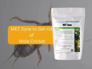 MET-Zone-best-insecticide-for-mole-crickets