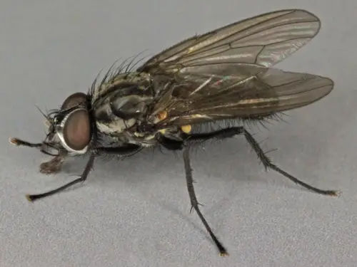 Wilted-cabbage-plants-due-to-cabbage-root-fly-infestation-image.