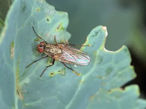 Close-up-cabbage-root-fly-cabbage-leaf-image.