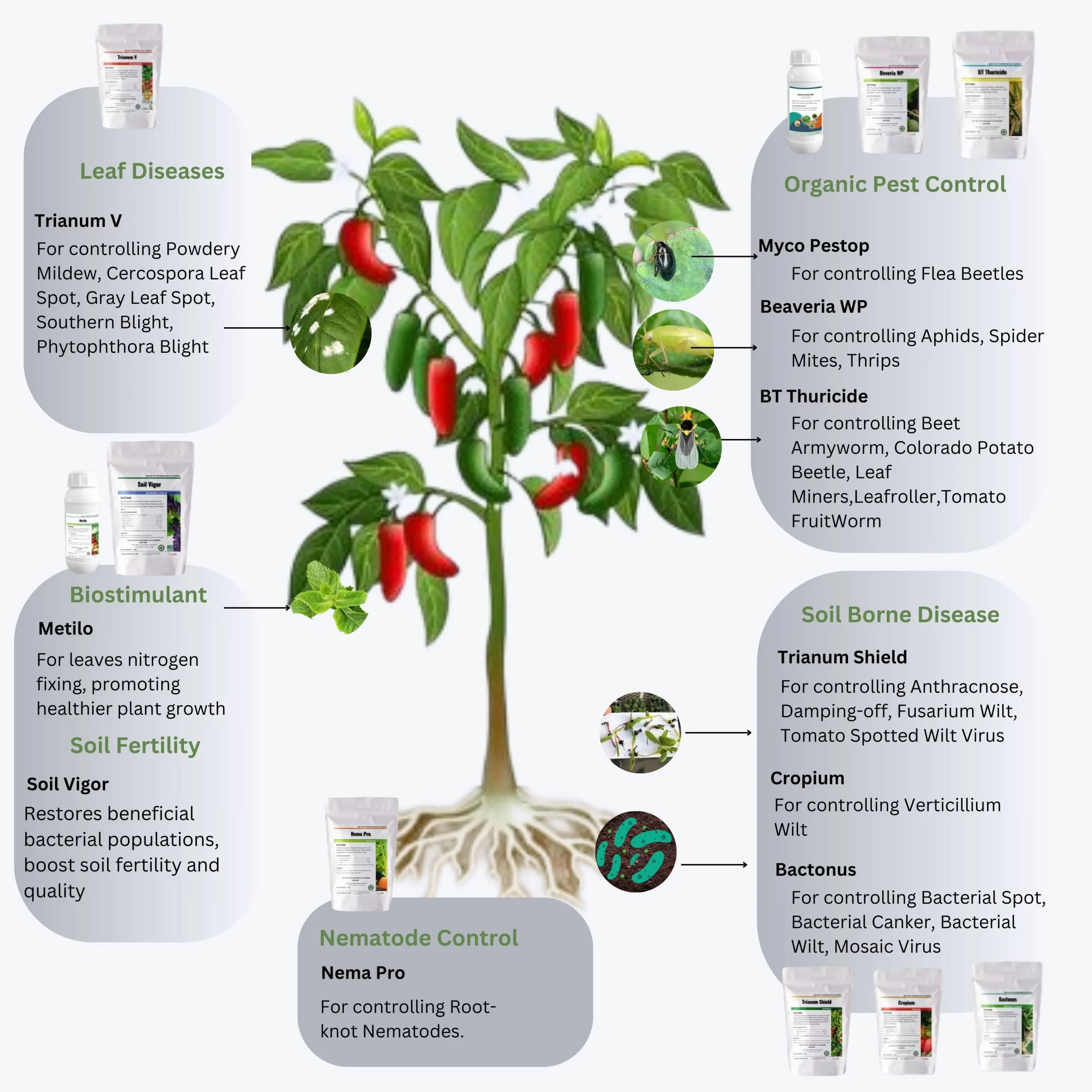 Healthy pepper plant treated with microbial solutions