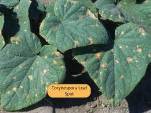 Corynespora Leaf Spot on cucumber