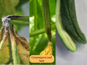 Cucumber Vine Blight