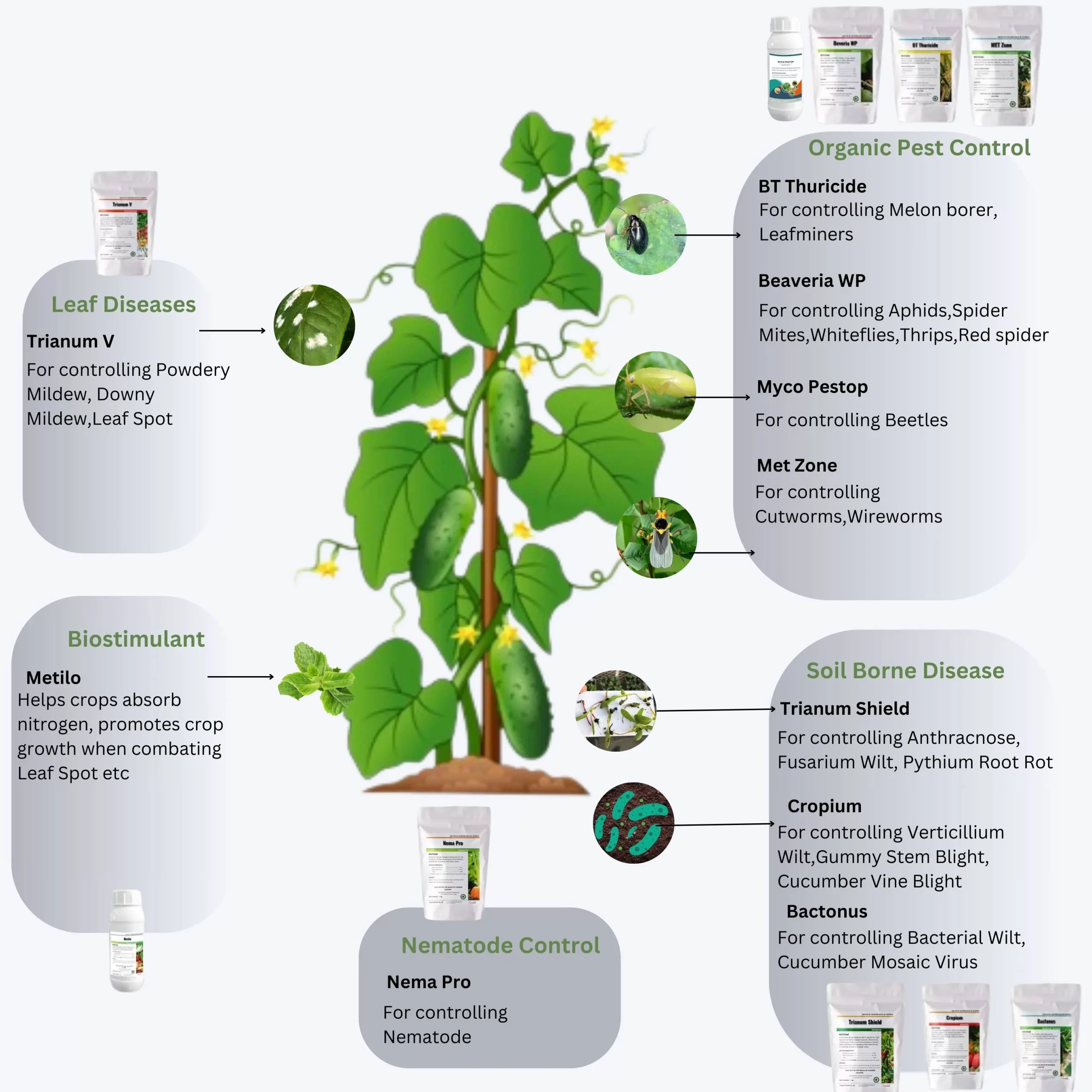 Managing cucumber pests and diseases with microbial solutions