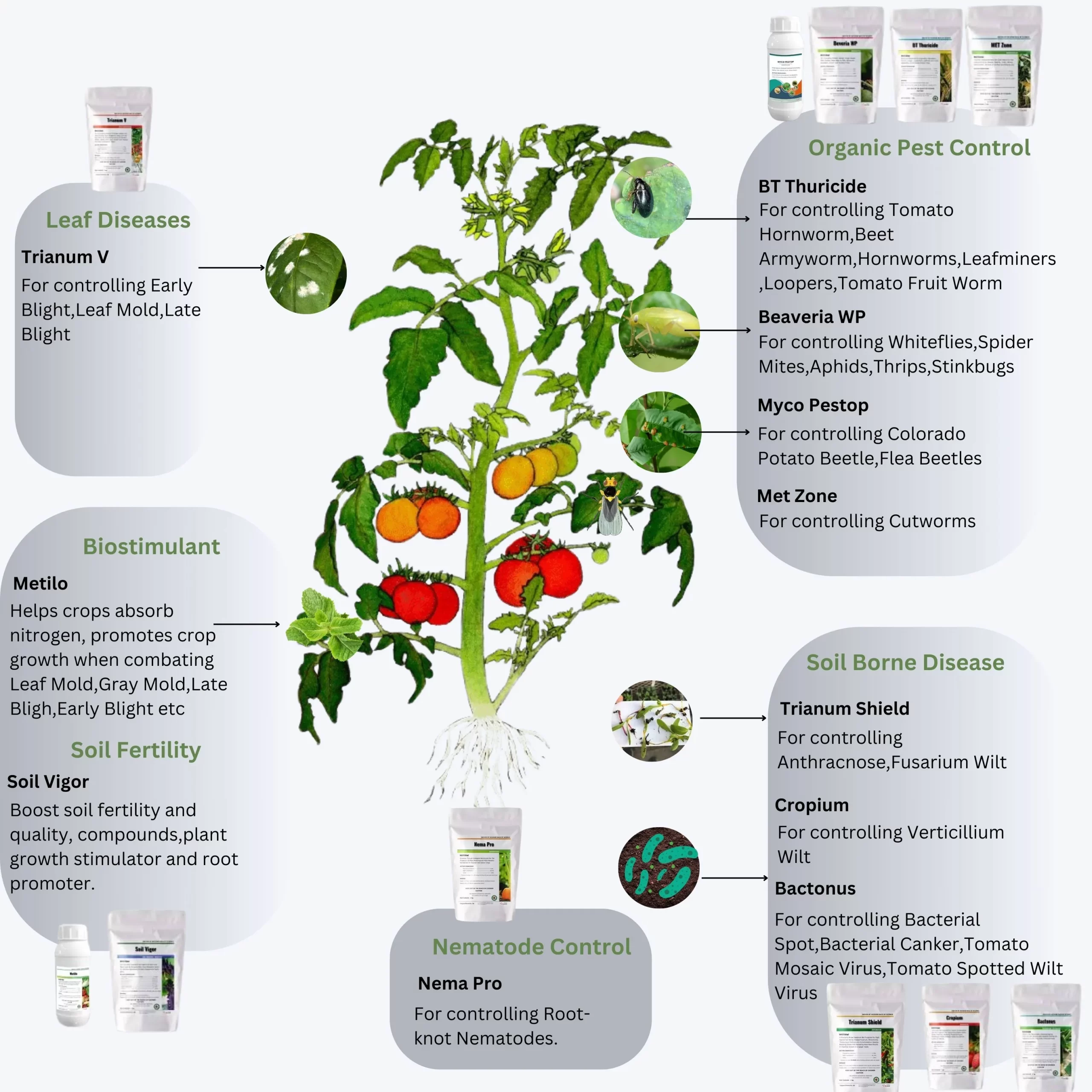 Sustainable microbial solutions for tomato pest management