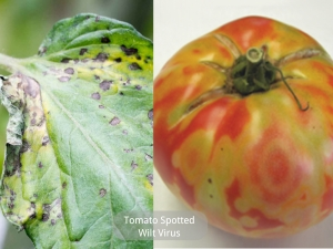 Tomato Spotted Wilt Virus 