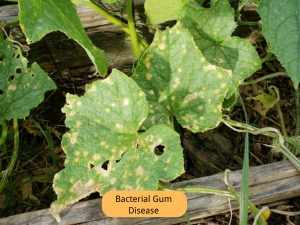 cucumber Bacterial gum disease