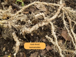 root-knot nematodes on cucumbers