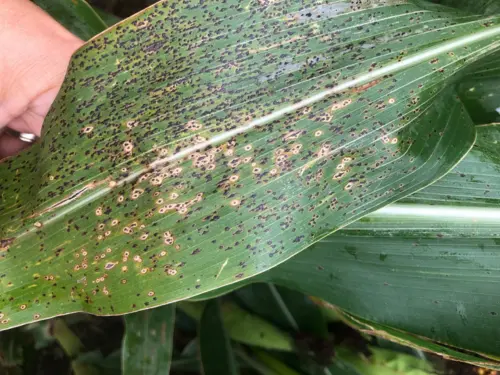 Close-up of a corn leaf infected with Corn Leaf Blight, showing small, dark, and circular lesions spread across the green leaf surface.