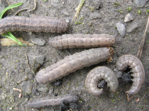 Several grubs on soil, showcasing the larval stage of beetles, with visible body segments and curled positions.