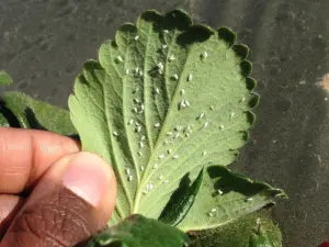 Close-up of strawberry plants infested with whiteflies, showing the tiny white insects clustered on the leaves and stems.