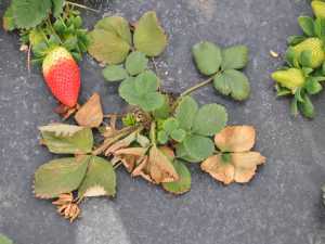 Close-up image of a strawberry plant affected by crown rot, showing wilted leaves and darkened, decaying areas on the plant's crown.