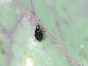 Close-up of flea beetles on strawberry plants, showing small, shiny black beetles feeding on the leaves, creating numerous small holes.