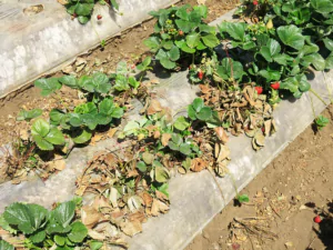 Close-up image of a strawberry plant affected by Verticillium wilt, showing wilting leaves and dark discoloration near the base of the plant.