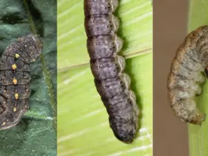 Close-up of strawberry plants showing damage caused by cutworms, with visible bite marks on leaves and stems.