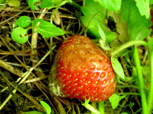 Close-up image of a strawberry plant leaf with a white powdery mildew infection. The surface of the leaf is covered with a white, powdery substance, indicating the presence of the fungal disease.