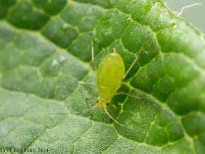 Close-up of aphids clustering on the leaves and stems of strawberry plants, causing visible damage to the foliage.