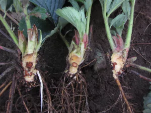 Close-up of strawberry plants affected by Red Stele Root Rot, showing wilted leaves and reddish-brown discoloration on the roots.