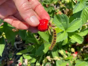 Close-up of caterpillars feeding on strawberry plants, with visible damage to the leaves and fruit.