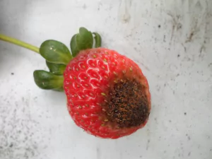 Close-up of a strawberry affected by anthracnose, showing dark, sunken lesions on the fruit and leaves.