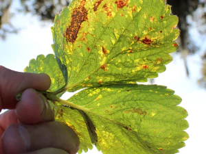 Close-up of a strawberry plant with Angular Leaf Spot disease, showing angular, water-soaked lesions on the leaves.