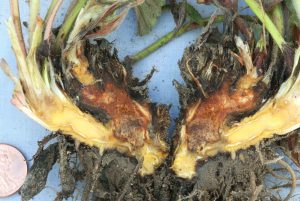 Close-up image of a strawberry plant affected by Fusarium Wilt, showing wilted, yellowing leaves and stunted growth.