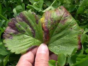 Close-up of a strawberry leaf showing symptoms of leaf spot disease. The leaf is green with multiple small, round, dark red to purple spots, some with light-colored centers.