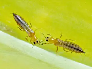 Close-up of thrips on strawberry plants, showing tiny insects on the surface of strawberry leaves with visible damage and discoloration.