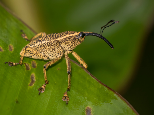 Close-up of a weevil on a green leaf, showing its elongated snout and detailed body texture.