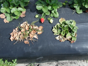 Close-up of a strawberry with gray mold infection, showing fuzzy gray spores on the fruit.