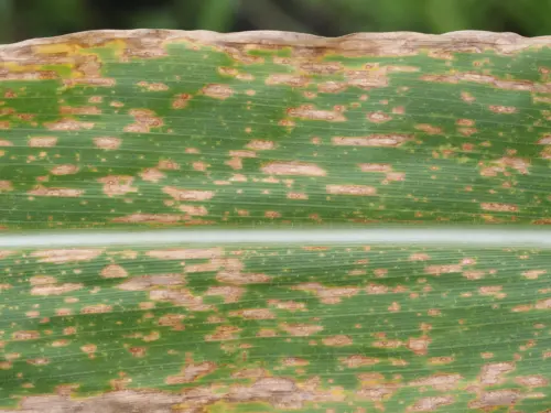 Close-up of a corn leaf affected by Corn Leaf Blight, showing numerous irregular tan lesions scattered across the leaf surface.
