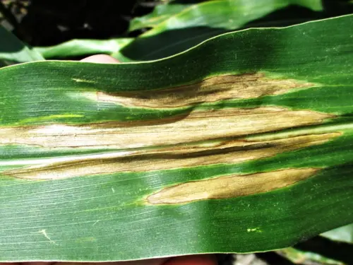 Close-up of a corn leaf showing symptoms of Corn Leaf Blight with elongated tan lesions running parallel to the leaf veins.