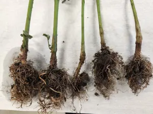 Close-up image of strawberry plants affected by black root rot, showing darkened and decaying roots with some healthy green leaves above the soil.