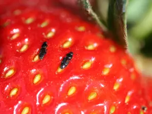 Close-up of Strawberry Sap Beetles on strawberry plants, showing small, dark beetles feeding on ripe strawberries.