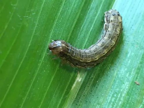 Close-up-of-a-dark-striped-caterpillar-on-a-green-leaf,-indicative-of-army-worms-on-tomato-plants