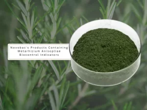 A bowl of green Metarhizium anisopliae powder with a background of green foliage, and a label indicating Novobac's products.