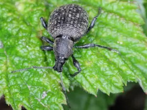 Close-up of a strawberry plant with visible damage from Strawberry Root Weevil infestation, showing notched leaves and the weevil itself on the plant.