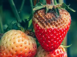 Close-up image of gray mold affecting a ripe strawberry, showing fuzzy grayish-white mold growth covering the surface of the fruit.