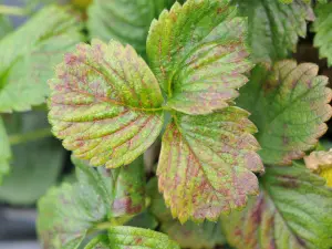 Close-up of spider mites infesting a strawberry plant, showing tiny red mites and webbing on the underside of the leaves.